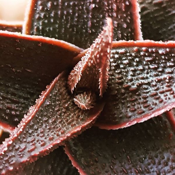 Latte Aloe (Aloe latte) - Ladybird Nursery