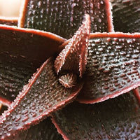 Latte Aloe (Aloe latte) - Ladybird Nursery