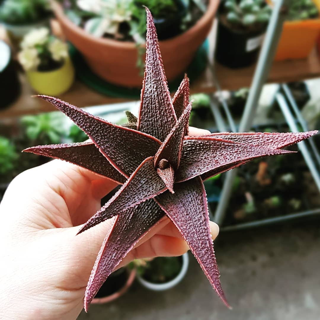 Latte Aloe (Aloe latte) - Ladybird Nursery