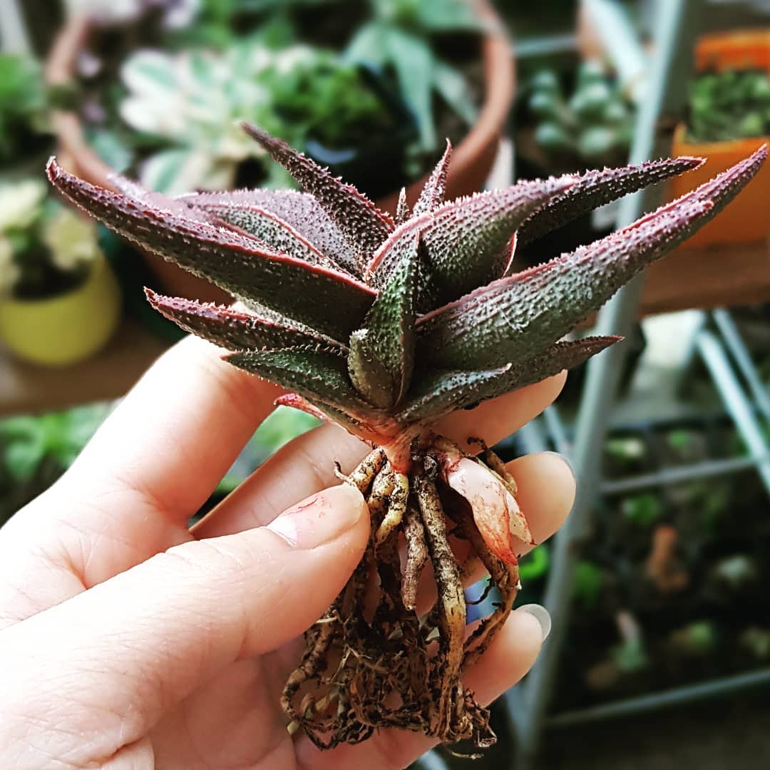 Latte Aloe (Aloe latte) - Ladybird Nursery