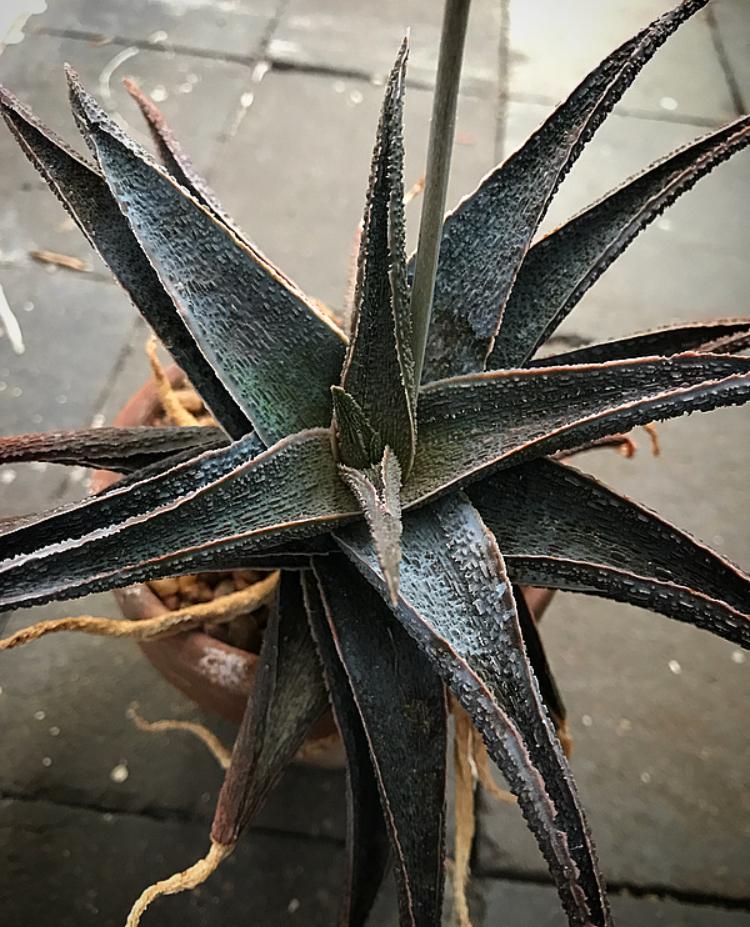 Latte Aloe (Aloe latte) - Ladybird Nursery