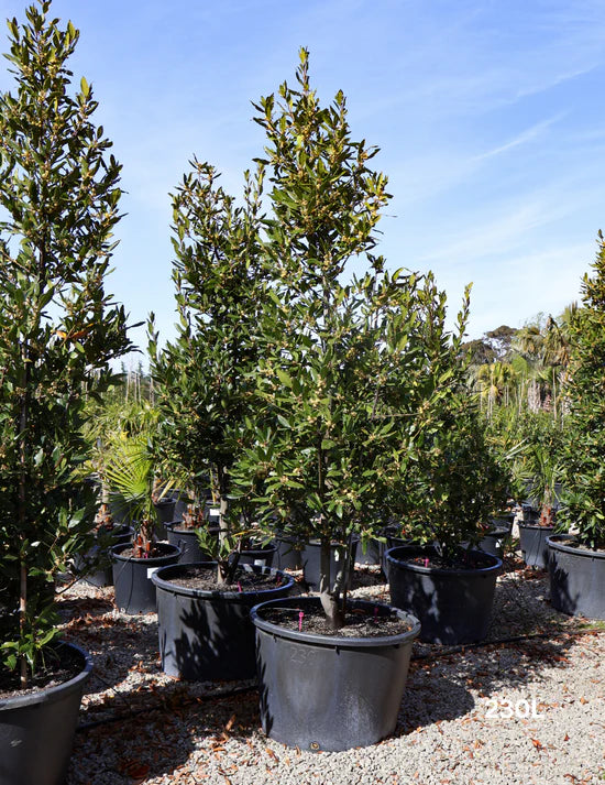 Bay Tree Miles Choice (Laurus nobilis)