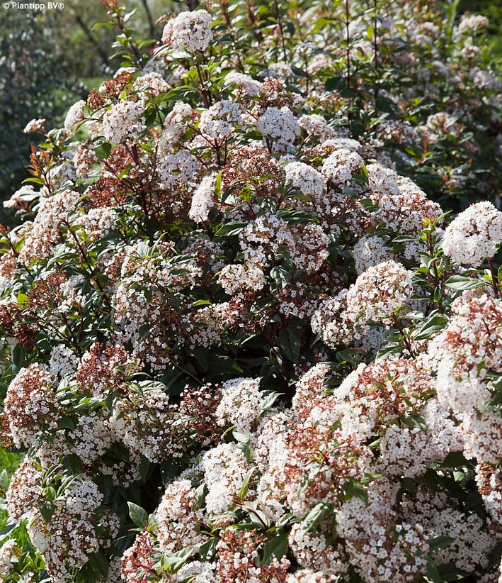 Laurustinus Anvi (Viburnum tinus)