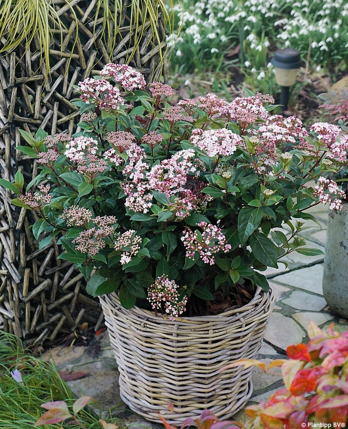 Laurustinus Anvi (Viburnum tinus)