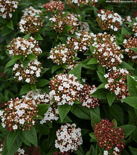Laurustinus Anvi (Viburnum tinus) - Ladybird Nursery