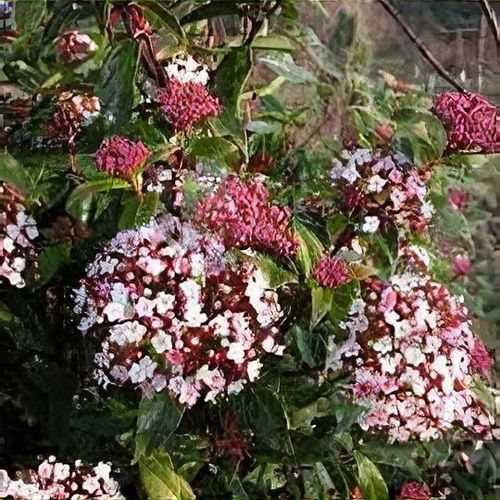 Laurustinus Anvi (Viburnum tinus)