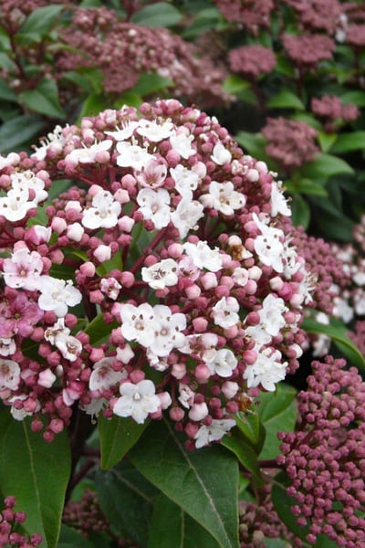 Laurustinus Anvi (Viburnum tinus)