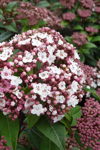 Laurustinus Anvi (Viburnum tinus)