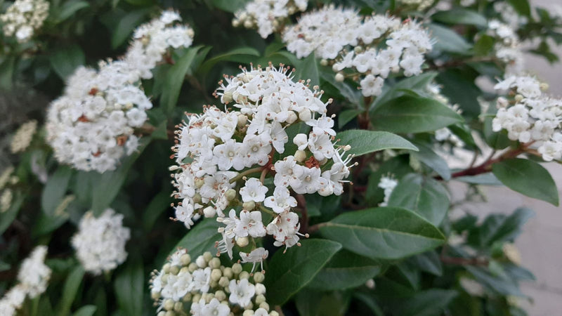 Laurustinus Lucidum (Viburnum tinus)