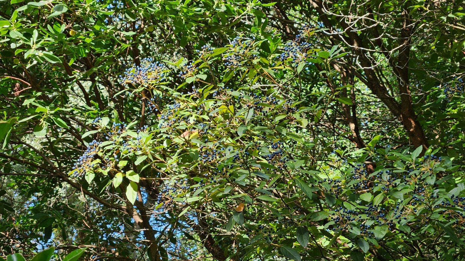 Laurustinus Lucidum (Viburnum tinus)