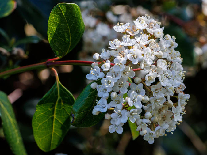 Laurustinus Lucidum (Viburnum tinus)