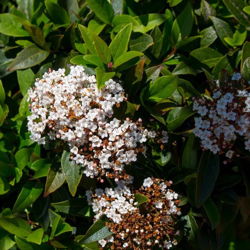 Laurustinus Lucidum (Viburnum tinus) - Ladybird Nursery