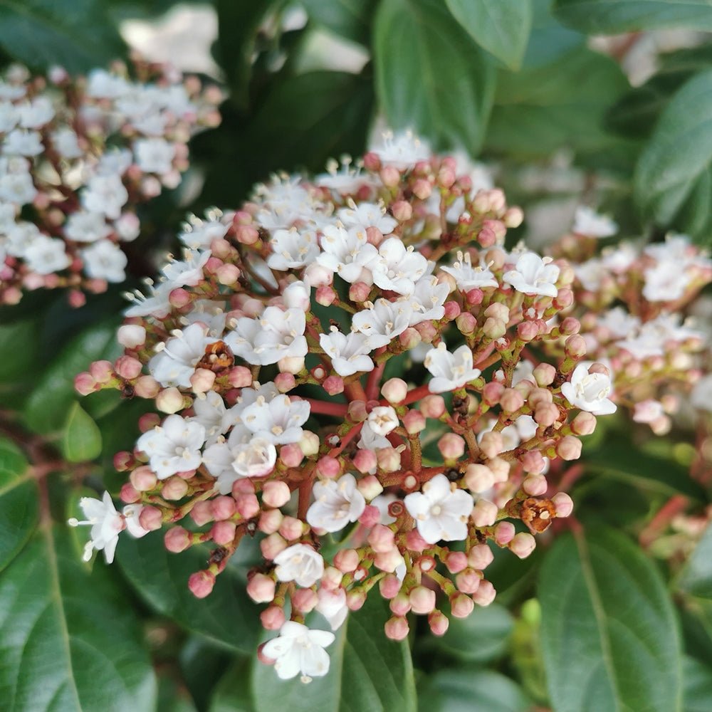 Laurustinus Lucidum (Viburnum tinus) - Ladybird Nursery
