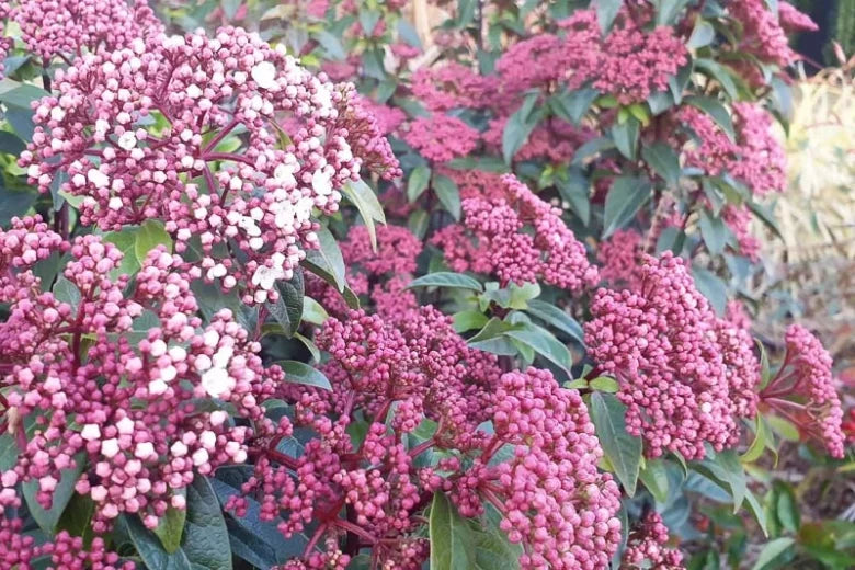 Laurustinus (Viburnum tinus)