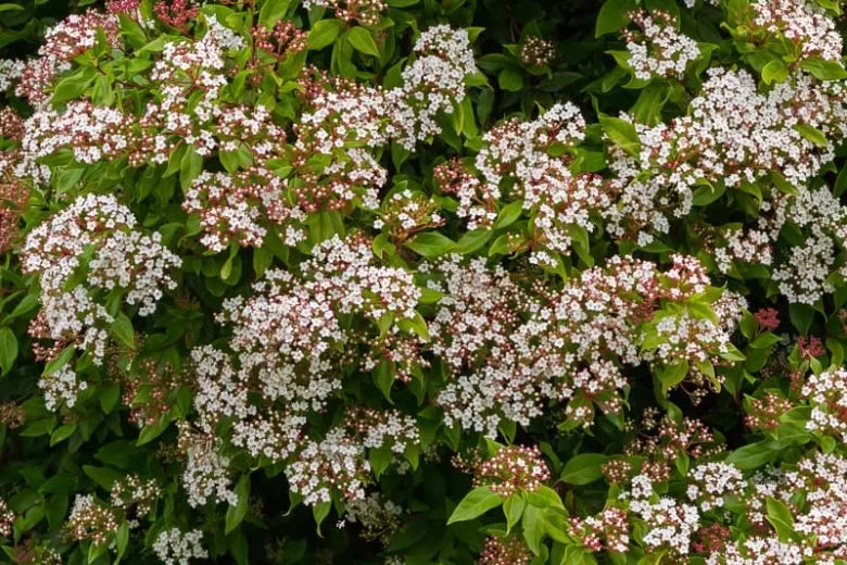 Laurustinus (Viburnum tinus)