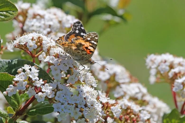 Laurustinus (Viburnum tinus) - Ladybird Nursery