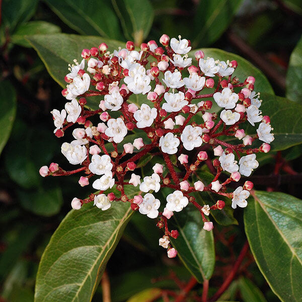 Laurustinus (Viburnum tinus)