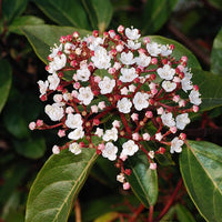 Laurustinus (Viburnum tinus) - Ladybird Nursery