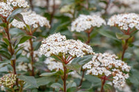 Laurustinus (Viburnum tinus) - Ladybird Nursery