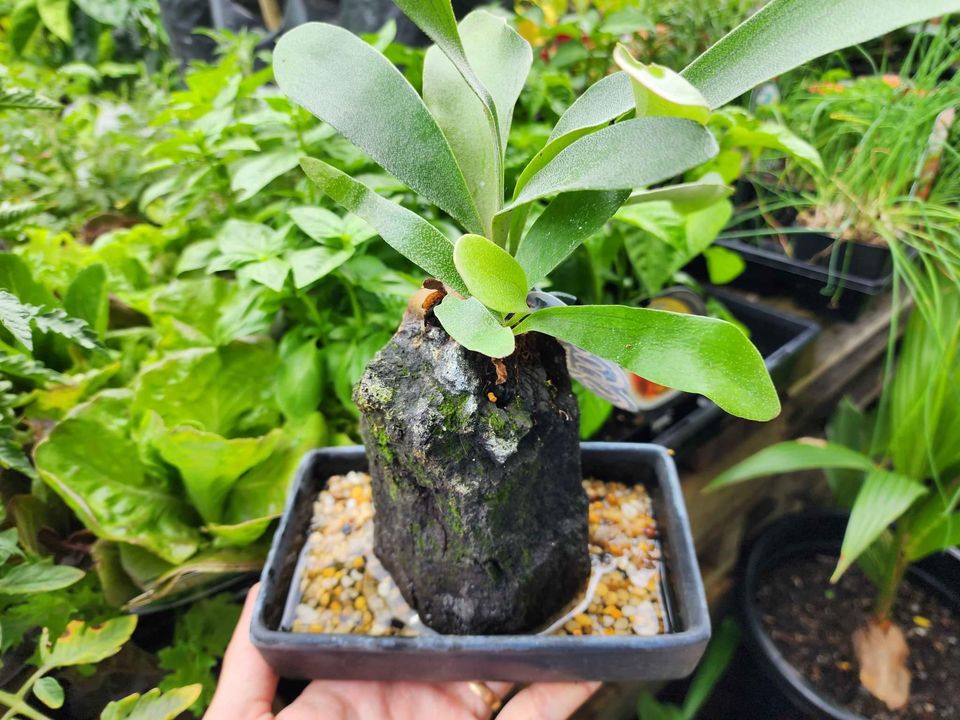 Lava Rock Plant - Ladybird Nursery