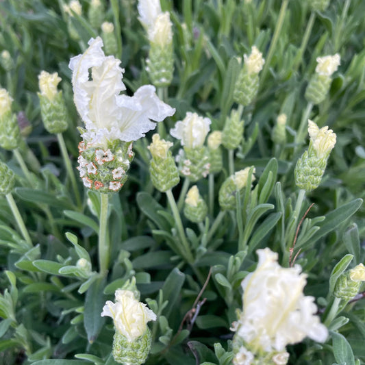 Lavender 'The Snow Princess' (Lavandula hyb.) - Ladybird Nursery