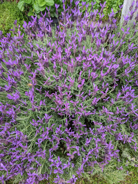 Lavender - Avonview (Lavandula stoechas)