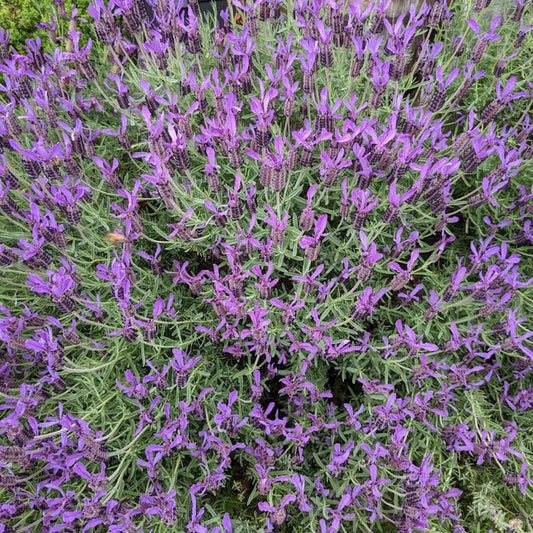 Lavender - Avonview (Lavandula stoechas) - Ladybird Nursery