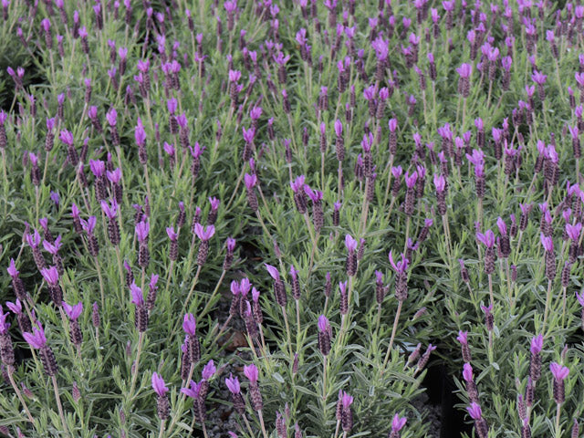 Lavender - Avonview (Lavandula stoechas)
