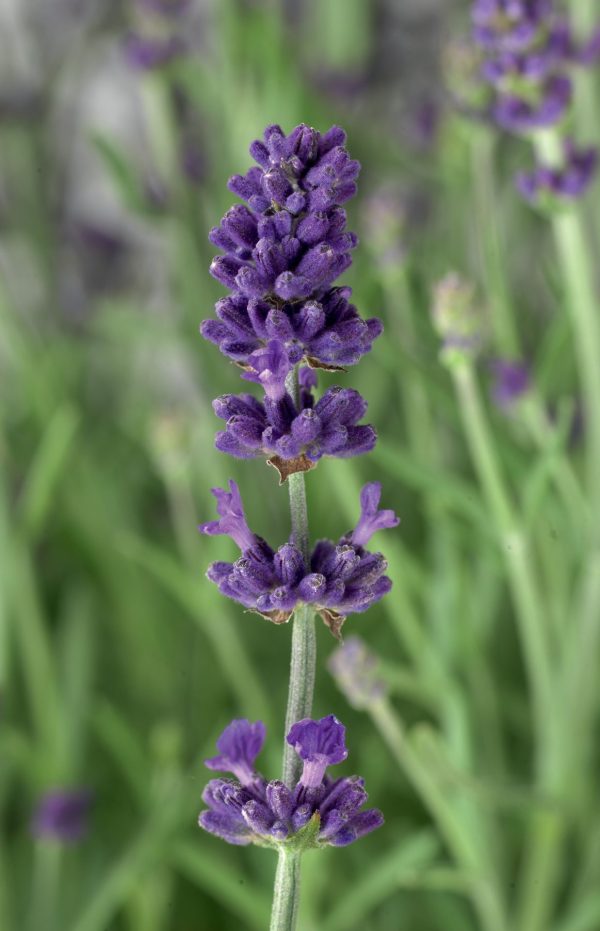 Lavender 'Blue Scent' - Ladybird Nursery