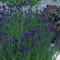 Lavender 'Blue Scent'
