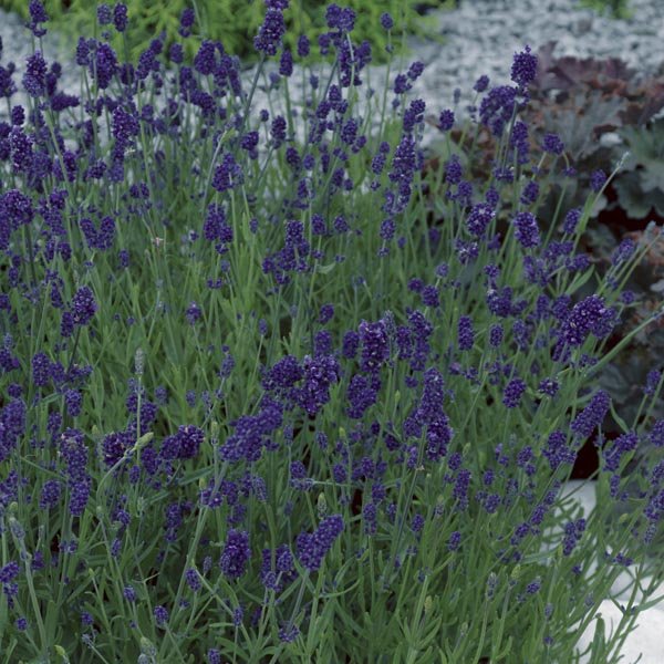 Lavender 'Blue Scent' - Ladybird Nursery