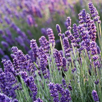Lavender 'Blue Scent' - Ladybird Nursery
