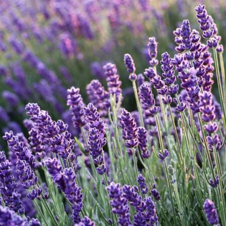 Lavender 'Blue Scent' - Ladybird Nursery