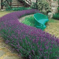 Lavender 'Blue Scent' - Ladybird Nursery