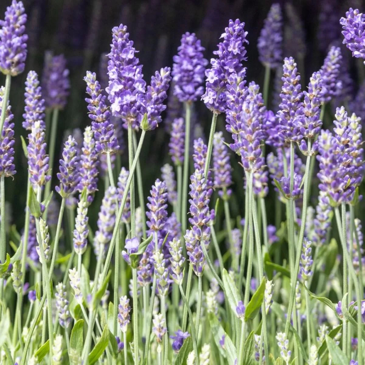 Lavender 'Blue Scent'