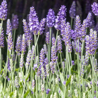 Lavender 'Blue Scent' - Ladybird Nursery