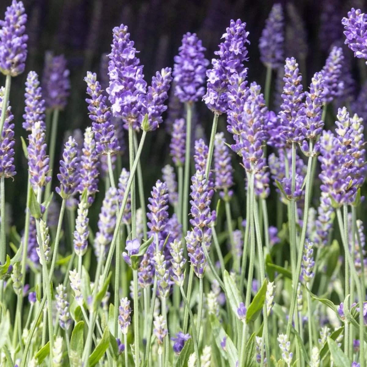 Lavender 'Blue Scent' - Ladybird Nursery
