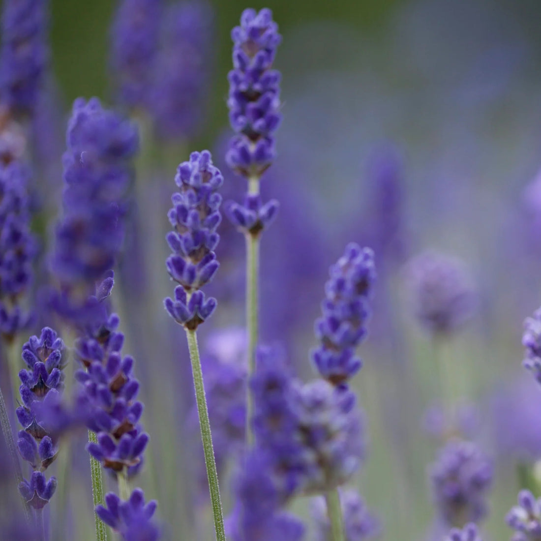 Lavender 'Blue Scent' - Ladybird Nursery