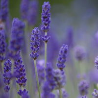 Lavender 'Blue Scent'
