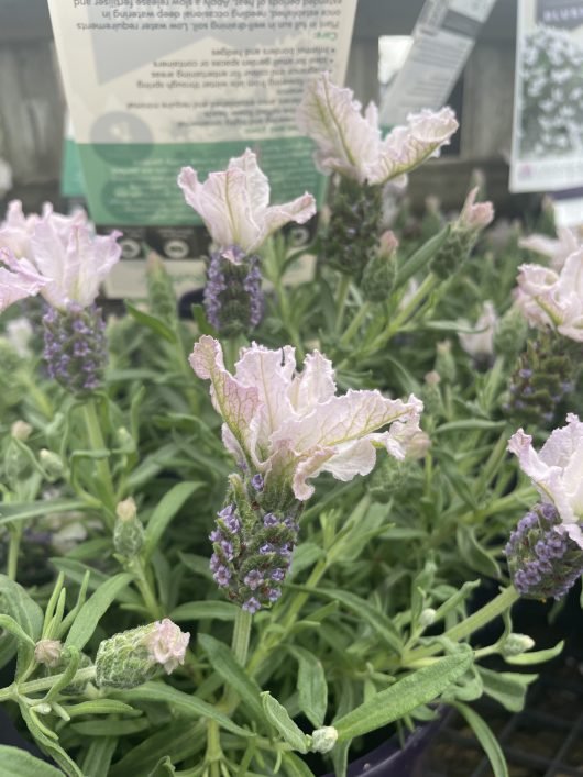 Lavender - Blushberry Ruffles (Lavandula pedunculata) - Ladybird Nursery