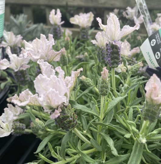 Lavender - Blushberry Ruffles (Lavandula pedunculata) - Ladybird Nursery