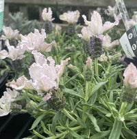 Lavender - Blushberry Ruffles (Lavandula pedunculata)