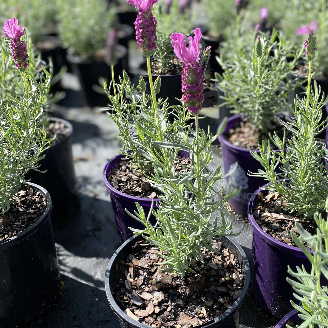 Lavender - Blushberry Ruffles (Lavandula pedunculata) - Ladybird Nursery