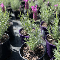 Lavender - Blushberry Ruffles (Lavandula pedunculata)