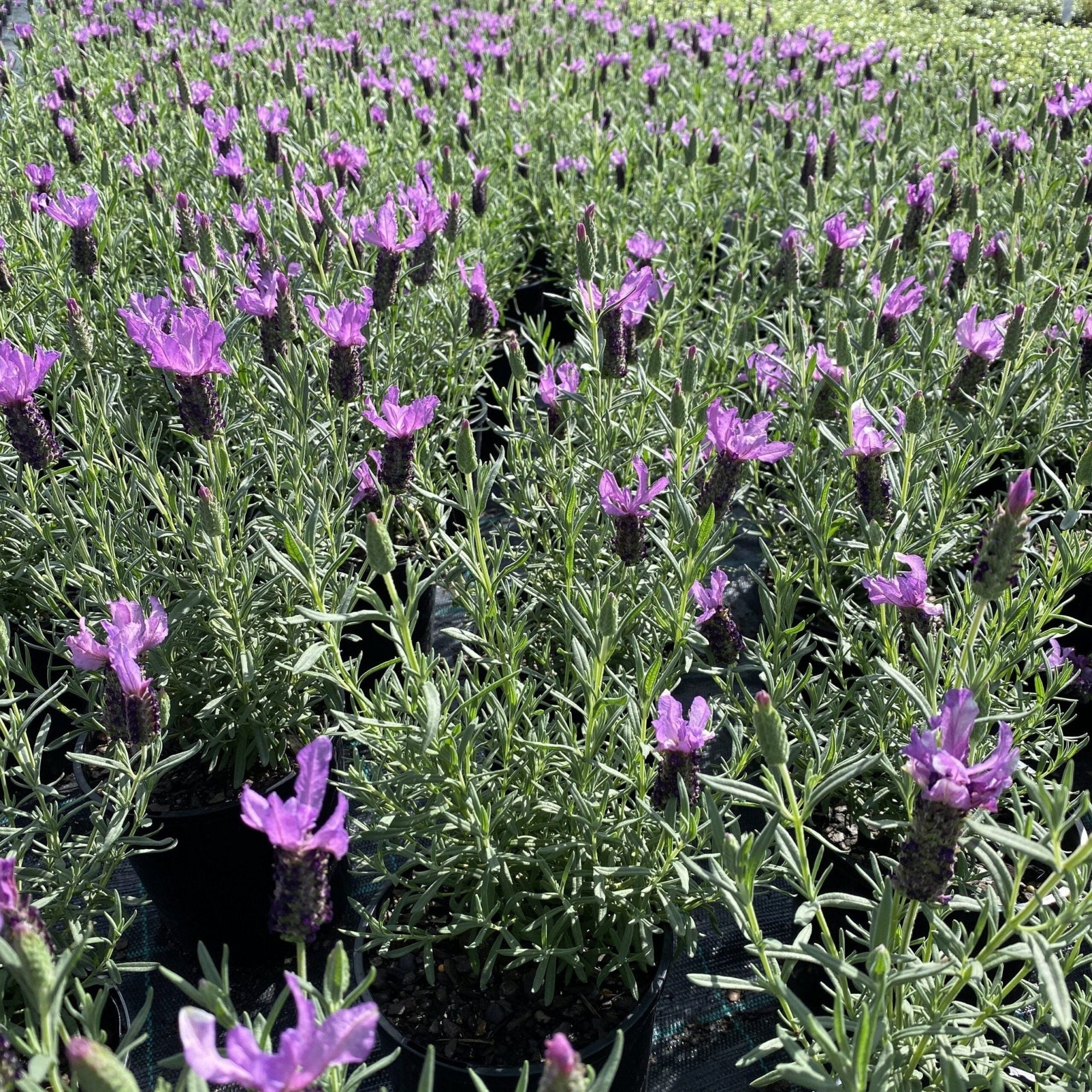 Lavender - Blushberry Ruffles (Lavandula pedunculata) - Ladybird Nursery