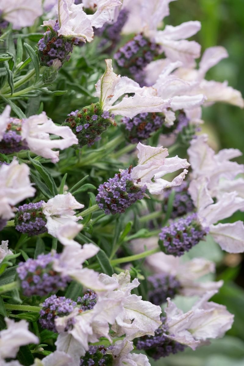 Lavender - Blushberry Ruffles (Lavandula pedunculata) - Ladybird Nursery