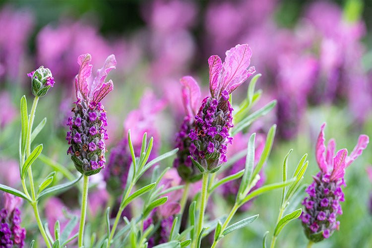 Lavender - Bubbleberry Ruffles (Lavandula pedunculata) - Ladybird Nursery
