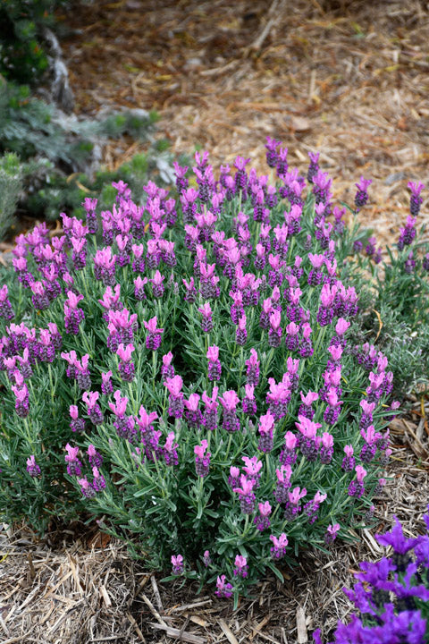 Lavender - Bubbleberry Ruffles (Lavandula pedunculata)