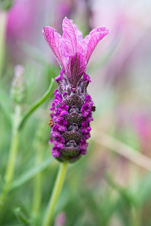 Lavender - Bubbleberry Ruffles (Lavandula pedunculata) - Ladybird Nursery