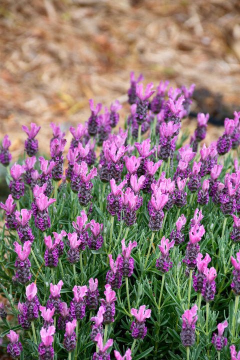 Lavender - Bubbleberry Ruffles (Lavandula pedunculata) - Ladybird Nursery